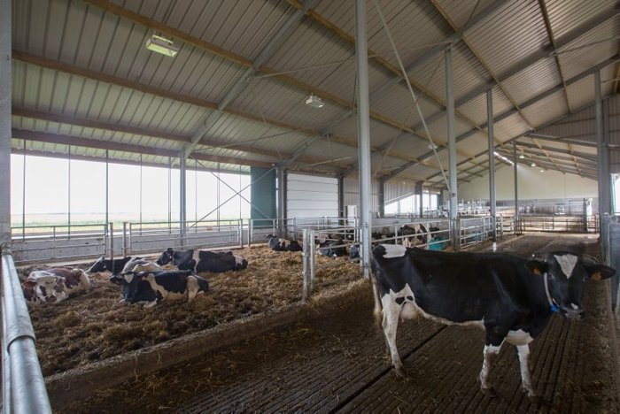 Le bâtiment avec la salle de traite comporte également des espaces pour les vaches prêtes à vêler et l'infirmerie.